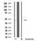 DF5151 staining HeLa cells by IF/ICC. The sample were fixed with PFA and permeabilized in 0.1% Triton X-100,then blocked in 10% serum for 45 minutes at 25¡ãC. The primary antibody was diluted at 1/200 and incubated with the sample for 1 hour at 37¡ãC. An  Alexa Fluor 594 conjugated goat anti-rabbit IgG (H+L) antibody(Cat.# S0006), diluted at 1/600, was used as secondary antibod