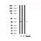 Western blot analysis of extracts from 293, using MSHR Antibody. Lane 1 was treated with the antigen-specific peptide.
