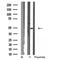 DF4999 staining NIH-3T3 by IF/ICC. The sample were fixed with PFA and permeabilized in 0.1% Triton X-100,then blocked in 10% serum for 45 minutes at 25¡ãC. The primary antibody was diluted at 1/200 and incubated with the sample for 1 hour at 37¡ãC. An  Alexa Fluor 594 conjugated goat anti-rabbit IgG (H+L) Ab, diluted at 1/600, was used as the secondary antibod