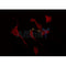 Western blot analysis of extracts from Huvec, using OR4F4/4F5/4F17 Antibody. The lane on the left was treated with blocking peptide.