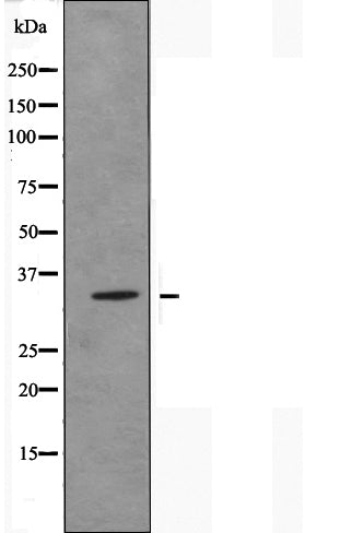 DF5020 staining HeLa by IF/ICC. The sample were fixed with PFA and permeabilized in 0.1% Triton X-100,then blocked in 10% serum for 45 minutes at 25¡ãC. The primary antibody was diluted at 1/200 and incubated with the sample for 1 hour at 37¡ãC. An  Alexa Fluor 594 conjugated goat anti-rabbit IgG (H+L) Ab, diluted at 1/600, was used as the secondary antibod