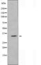 DF5030 staining HeLa by IF/ICC. The sample were fixed with PFA and permeabilized in 0.1% Triton X-100,then blocked in 10% serum for 45 minutes at 25¡ãC. The primary antibody was diluted at 1/200 and incubated with the sample for 1 hour at 37¡ãC. An  Alexa Fluor 594 conjugated goat anti-rabbit IgG (H+L) Ab, diluted at 1/600, was used as the secondary antibod