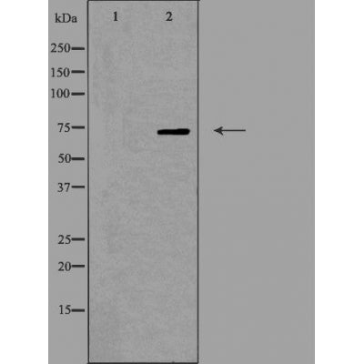 DF5039 staining RAW264.7 by IF/ICC. The sample were fixed with PFA and permeabilized in 0.1% Triton X-100,then blocked in 10% serum for 45 minutes at 25¡ãC. The primary antibody was diluted at 1/200 and incubated with the sample for 1 hour at 37¡ãC. An  Alexa Fluor 594 conjugated goat anti-rabbit IgG (H+L) Ab, diluted at 1/600, was used as the secondary antibod