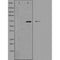 DF5039 staining RAW264.7 by IF/ICC. The sample were fixed with PFA and permeabilized in 0.1% Triton X-100,then blocked in 10% serum for 45 minutes at 25¡ãC. The primary antibody was diluted at 1/200 and incubated with the sample for 1 hour at 37¡ãC. An  Alexa Fluor 594 conjugated goat anti-rabbit IgG (H+L) Ab, diluted at 1/600, was used as the secondary antibod