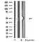DF5044 staining Hela by IF/ICC. The sample were fixed with PFA and permeabilized in 0.1% Triton X-100,then blocked in 10% serum for 45 minutes at 25¡ãC. The primary antibody was diluted at 1/200 and incubated with the sample for 1 hour at 37¡ãC. An  Alexa Fluor 594 conjugated goat anti-rabbit IgG (H+L) Ab, diluted at 1/600, was used as the secondary antibod