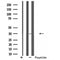 Western blot analysis of extracts from Mouse muscle, using RHO Antibody. The lane on the left was treated with blocking peptide.