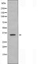 DF5074 staining HT29 by IF/ICC. The sample were fixed with PFA and permeabilized in 0.1% Triton X-100,then blocked in 10% serum for 45 minutes at 25¡ãC. The primary antibody was diluted at 1/200 and incubated with the sample for 1 hour at 37¡ãC. An  Alexa Fluor 594 conjugated goat anti-rabbit IgG (H+L) Ab, diluted at 1/600, was used as the secondary antibod