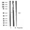 DF5176 at 1/100 staining Mouse intestine tissue by IHC-P. The sample was formaldehyde fixed and a heat mediated antigen retrieval step in citrate buffer was performed. The sample was then blocked and incubated with the antibody for 1.5 hours at 22¡ãC. An HRP conjugated goat anti-rabbit antibody was used as the secondary