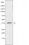 DF5180 staining HepG2 by IF/ICC. The sample were fixed with PFA and permeabilized in 0.1% Triton X-100,then blocked in 10% serum for 45 minutes at 25¡ãC. The primary antibody was diluted at 1/200 and incubated with the sample for 1 hour at 37¡ãC. An  Alexa Fluor 594 conjugated goat anti-rabbit IgG (H+L) Ab, diluted at 1/600, was used as the secondary antibod