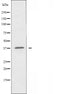 DF5182 staining MCF7 by IF/ICC. The sample were fixed with PFA and permeabilized in 0.1% Triton X-100,then blocked in 10% serum for 45 minutes at 25¡ãC. The primary antibody was diluted at 1/200 and incubated with the sample for 1 hour at 37¡ãC. An  Alexa Fluor 594 conjugated goat anti-rabbit IgG (H+L) Ab, diluted at 1/600, was used as the secondary antibod