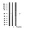 Western blot analysis of extracts from RAW264.7 cells, using HCRTR1 antibody.
