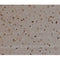 AF0118 at 1/200 staining human brain tissue sections by IHC-P. The tissue was formaldehyde fixed and a heat mediated antigen retrieval step in citrate buffer was performed. The tissue was then blocked and incubated with the antibody for 1.5 hours at 22¡ãC. An HRP conjugated goat anti-rabbit antibody was used as the secondary