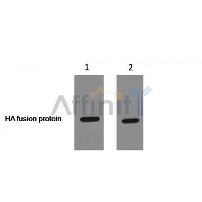 Western blot analysis of HA-Tag Rabbit pAb expression in HA fusion protein
 sample