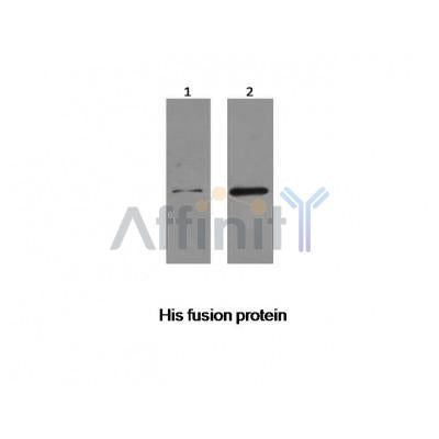 Western blot analysis of His-Tag Rabbit pAb expression in His fusion protein
 sample