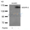AF4201 staining Hela by IF/ICC. The sample were fixed with PFA and permeabilized in 0.1% Triton X-100,then blocked in 10% serum for 45 minutes at 25¡ãC. The primary antibody was diluted at 1/200 and incubated with the sample for 1 hour at 37¡ãC. An  Alexa Fluor 594 conjugated goat anti-rabbit IgG (H+L) Ab, diluted at 1/600, was used as the secondary antibod