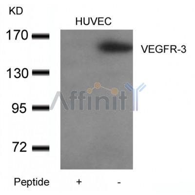 AF4201 staining Hela by IF/ICC. The sample were fixed with PFA and permeabilized in 0.1% Triton X-100,then blocked in 10% serum for 45 minutes at 25¡ãC. The primary antibody was diluted at 1/200 and incubated with the sample for 1 hour at 37¡ãC. An  Alexa Fluor 594 conjugated goat anti-rabbit IgG (H+L) Ab, diluted at 1/600, was used as the secondary antibod