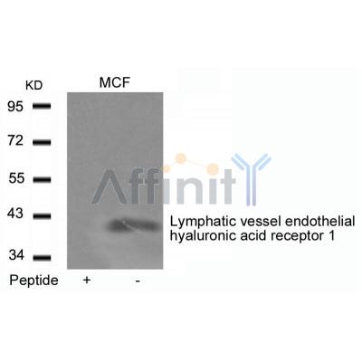 Western blot analysis of LYVE1 Antibody expression in MCF cells lysates.The lane on the left is treated with the antigen-specific peptide.