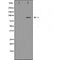 Western blot analysis of extracts from 293, using CD133 Antibody. The lane on the left was treated with blocking peptide.