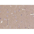 Immunohistochemistry analysis of CD57 antibody in paraffin-embedded human brain tissue.