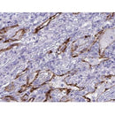 Western blot analysis of extracts from Hela, using AQP4 Antibody. The lane on the left was treated with blocking peptide.