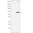 AF5177 at 1/100 staining human brain tissue sections by IHC-P. The tissue was formaldehyde fixed and a heat mediated antigen retrieval step in citrate buffer was performed. The tissue was then blocked and incubated with the antibody for 1.5 hours at 22¡ãC. An HRP conjugated goat anti-rabbit antibody was used as the secondary