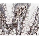 Western blot analysis of extracts from various samples, using PDGFA Antibody.
 Lane 1: PC12, treated with blocking peptide;
 Lane 2: PC12;
 Lane 3: 3T3.