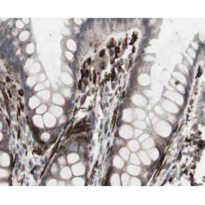 Western blot analysis of extracts from various samples, using PDGFA Antibody.
 Lane 1: PC12, treated with blocking peptide;
 Lane 2: PC12;
 Lane 3: 3T3.