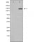 AF5185 for IHC in human brain tissue
