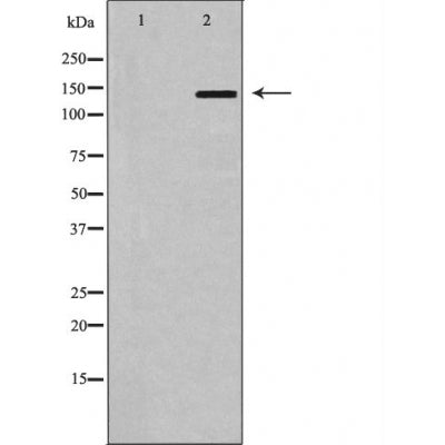 AF5185 for IHC in human brain tissue