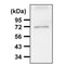 Western blot analysis of extracts from Mouse  lung, using hsc70 Antibody. The lane on the left was treated with blocking peptide.