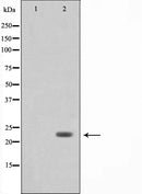 Western blot analysis on 293 cell lysate using Bak Antibody,The lane on the left is treated with the antigen-specific peptide.