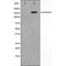 AF5202 staining 293 by IF/ICC. The sample were fixed with PFA and permeabilized in 0.1% Triton X-100,then blocked in 10% serum for 45 minutes at 25¡ãC. The primary antibody was diluted at 1/200 and incubated with the sample for 1 hour at 37¡ãC. An  Alexa Fluor 594 conjugated goat anti-rabbit IgG (H+L) Ab, diluted at 1/600, was used as the secondary antibod