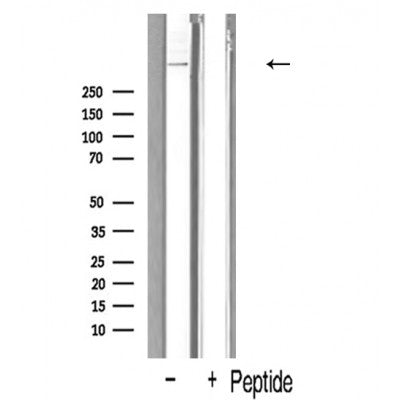 AF5208 staining HeLa cells by IF/ICC. The sample were fixed with PFA and permeabilized in 0.1% Triton X-100,then blocked in 10% serum for 45 minutes at 25¡ãC. The primary antibody was diluted at 1/200 and incubated with the sample for 1 hour at 37¡ãC. An  Alexa Fluor 594 conjugated goat anti-rabbit IgG (H+L) antibody(Cat.