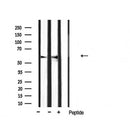 AF5247 staining Hela by IF/ICC. The samples were fixed with PFA and permeabilized in 0.1% Triton X-100,then blocked in 10% serum for 45 minutes at 25¡ãC. Samples were then incubated with primary Ab(AF5247 1:200) and mouse anti-beta tubulin Ab(T0023 1:200) for 1 hour at 37¡ãC. An  AlexaFluor594 conjugated goat anti-rabbit IgG(H+L) Ab(S0006 1:200 Red) and an AlexaFluor488 conjugated goat anti-mouse IgG(H+L) Ab(S0017 1:600 Green) were used as the secondary antibod
