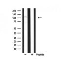 Western blot analysis of BUB1 expression in mouse brain