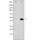 AF5267 staining Hela by IF/ICC. The sample were fixed with PFA and permeabilized in 0.1% Triton X-100,then blocked in 10% serum for 45 minutes at 25¡ãC. The primary antibody was diluted at 1/200 and incubated with the sample for 1 hour at 37¡ãC. An  Alexa Fluor 594 conjugated goat anti-rabbit IgG (H+L) Ab, diluted at 1/600, was used as the secondary antibod