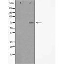 AF5276 staining HT29 by IF/ICC. The sample were fixed with PFA and permeabilized in 0.1% Triton X-100,then blocked in 10% serum for 45 minutes at 25¡ãC. The primary antibody was diluted at 1/200 and incubated with the sample for 1 hour at 37¡ãC. An  Alexa Fluor 594 conjugated goat anti-rabbit IgG (H+L) Ab, diluted at 1/600, was used as the secondary antibod