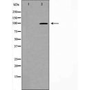 AF5283 at 1/200 staining human brain tissue sections by IHC-P. The tissue was formaldehyde fixed and a heat mediated antigen retrieval step in citrate buffer was performed. The tissue was then blocked and incubated with the antibody for 1.5 hours at 22¡ãC. An HRP conjugated goat anti-rabbit antibody was used as the secondary