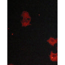 AF5287 staining HepG2 by IF/ICC. The samples were fixed with PFA and permeabilized in 0.1% Triton X-100,then blocked in 10% serum for 45 minutes at 25¡ãC. Samples were then incubated with primary Ab(AF5287 1:200) and mouse anti-beta tubulin Ab(T0023 1:200) for 1 hour at 37¡ãC. An  AlexaFluor594 conjugated goat anti-rabbit IgG(H+L) Ab(S0006 1:200 Red) and an AlexaFluor488 conjugated goat anti-mouse IgG(H+L) Ab(S0017 1:600 Green) were used as the secondary antibod