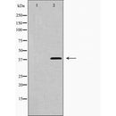 AF5290 staining HepG2 by IF/ICC. The sample were fixed with PFA and permeabilized in 0.1% Triton X-100,then blocked in 10% serum for 45 minutes at 25¡ãC. The primary antibody was diluted at 1/200 and incubated with the sample for 1 hour at 37¡ãC. An  Alexa Fluor 594 conjugated goat anti-rabbit IgG (H+L) Ab, diluted at 1/600, was used as the secondary antibod