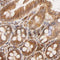 AF0120 at 1/100 staining mouse gastric tissue sections by IHC-P. The tissue was formaldehyde fixed and a heat mediated antigen retrieval step in citrate buffer was performed. The tissue was then blocked and incubated with the antibody for 1.5 hours at 22¡ãC. An HRP conjugated goat anti-rabbit antibody was used as the secondary