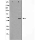 AF5305 staining HeLa by IF/ICC. The sample were fixed with PFA and permeabilized in 0.1% Triton X-100,then blocked in 10% serum for 45 minutes at 25¡ãC. The primary antibody was diluted at 1/200 and incubated with the sample for 1 hour at 37¡ãC. An  Alexa Fluor 594 conjugated goat anti-rabbit IgG (H+L) Ab, diluted at 1/600, was used as the secondary antibod