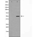 AF5310 at 1/100 staining Mouse testis tissue by IHC-P. The sample was formaldehyde fixed and a heat mediated antigen retrieval step in citrate buffer was performed. The sample was then blocked and incubated with the antibody for 1.5 hours at 22¡ãC. An HRP conjugated goat anti-rabbit antibody was used as the secondary