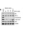 Western blot analysis of extracts from PC12, using MCL1 Antibody. The lane on the left was treated with blocking peptide.

Observed bands: 50 kDa.