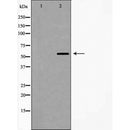 AF5312 staining Hela by IF/ICC. The sample were fixed with PFA and permeabilized in 0.1% Triton X-100,then blocked in 10% serum for 45 minutes at 25¡ãC. The primary antibody was diluted at 1/200 and incubated with the sample for 1 hour at 37¡ãC. An  Alexa Fluor 594 conjugated goat anti-rabbit IgG (H+L) Ab, diluted at 1/600, was used as the secondary antibod