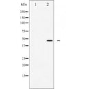 Western blot analysis of extracts from Mouse muscle, using wnt1 Antibody. The lane on the left was treated with blocking peptide.