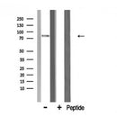 AF5317 staining NIH-3T3 by IF/ICC. The sample were fixed with PFA and permeabilized in 0.1% Triton X-100,then blocked in 10% serum for 45 minutes at 25¡ãC. The primary antibody was diluted at 1/200 and incubated with the sample for 1 hour at 37¡ãC. An  Alexa Fluor 594 conjugated goat anti-rabbit IgG (H+L) Ab, diluted at 1/600, was used as the secondary antibod