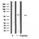 AF5319 staining HeLa cells by IF/ICC. The sample were fixed with PFA and permeabilized in 0.1% Triton X-100,then blocked in 10% serum for 45 minutes at 25¡ãC. The primary antibody was diluted at 1/200 and incubated with the sample for 1 hour at 37¡ãC. An  Alexa Fluor 594 conjugated goat anti-rabbit IgG (H+L) antibody(Cat.