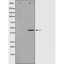 AF5325 staining 293 by IF/ICC. The sample were fixed with PFA and permeabilized in 0.1% Triton X-100,then blocked in 10% serum for 45 minutes at 25¡ãC. The primary antibody was diluted at 1/200 and incubated with the sample for 1 hour at 37¡ãC. An  Alexa Fluor 594 conjugated goat anti-rabbit IgG (H+L) Ab, diluted at 1/600, was used as the secondary antibod