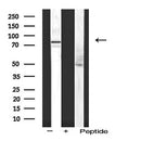 AF5327 staining Hela by IF/ICC. The sample were fixed with PFA and permeabilized in 0.1% Triton X-100,then blocked in 10% serum for 45 minutes at 25¡ãC. The primary antibody was diluted at 1/200 and incubated with the sample for 1 hour at 37¡ãC. An  Alexa Fluor 594 conjugated goat anti-rabbit IgG (H+L) Ab, diluted at 1/600, was used as the secondary antibod